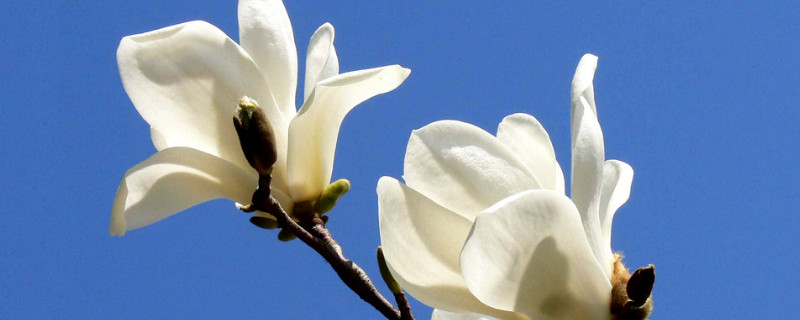 玉兰花什么时候开花 七彩白玉兰花什么时候开花