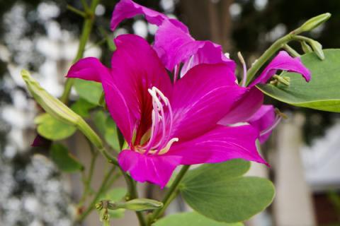 紫荆花树有几种品种