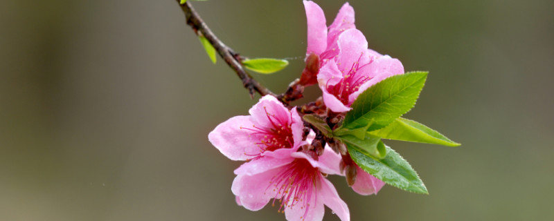 桃花树能活多少年 桃树可以成活多少年