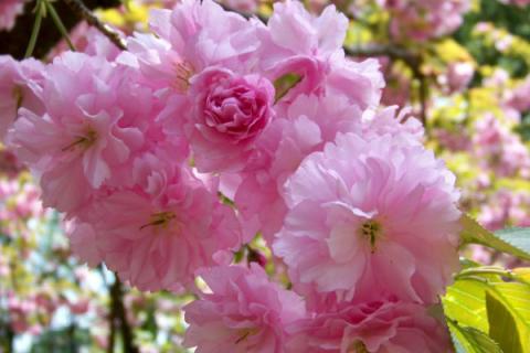 樱花树一年开几次花