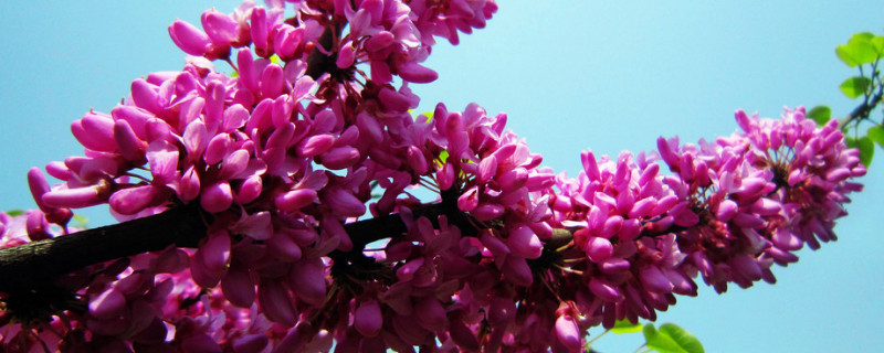 紫荆花扦插要多久才生根呀 紫荆花扦插时间