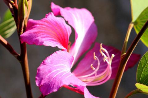 紫荆花的扦插方法和注意事项