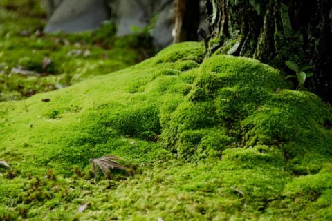 青苔怎么养才茂盛