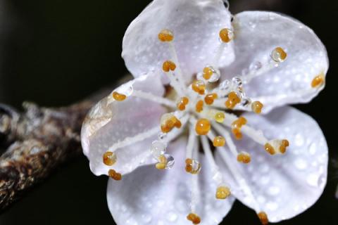 桃花树能活多少年