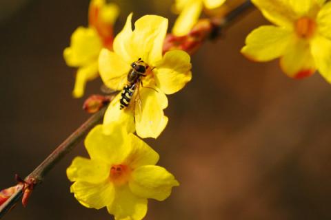 迎春花冬天怎么养护