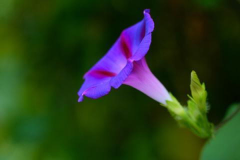 牵牛花能在室外过冬吗