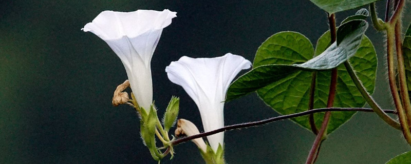 牵牛花叶子黄了有虫怎么办 牵牛花叶子有很多小黑虫