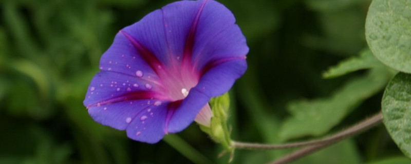 牵牛花冬天在室内种可行吗（牵牛花在室内冬季能开花吗）