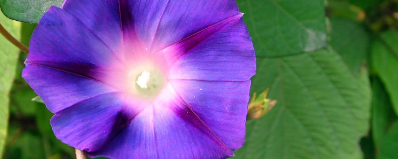 牵牛花能在花盆里生长吗 牵牛花能种在花盆里吗