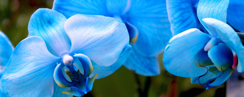 天蓝色的蝴蝶兰代表什么