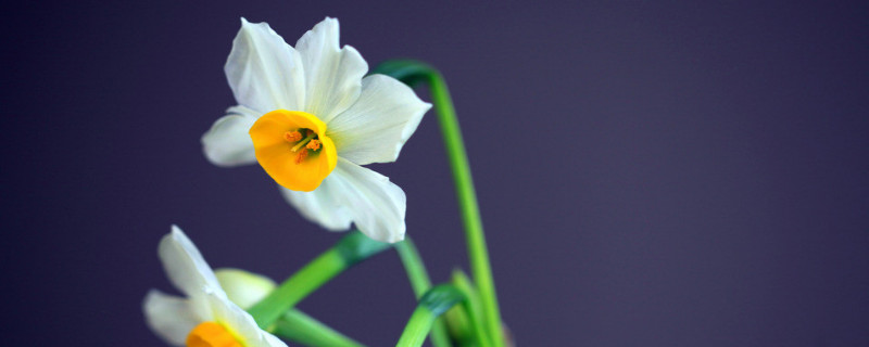 水仙花东倒西歪怎么办（水仙花总是倒怎么办）