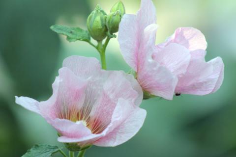 芙蓉花的香味是怎样的