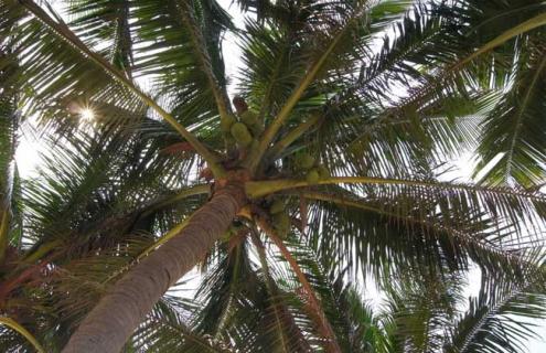 椰子树品种图片大全（观赏椰子树图片）
