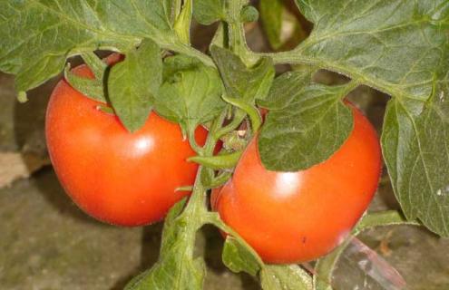 西红柿品种图片