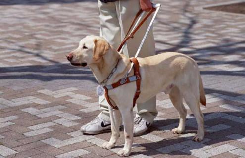 导盲犬种类图片大全 导盲犬百科