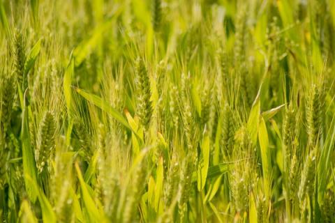 野麦子的功效与作用 野麦子的功效与作用及食用方法