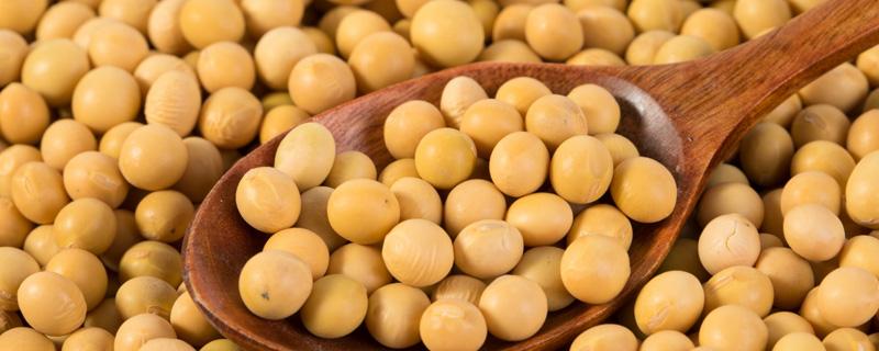 黄豆生长期是多少天 黄豆生长几个月成熟
