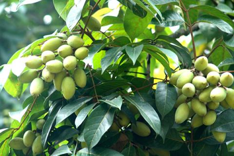 橄榄叶的功效与作用 橄榄叶的功效与作用禁忌