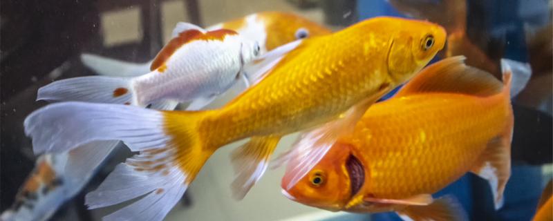 金鱼能和热带鱼一起养吗 热带鱼和金鱼能一起养吗?