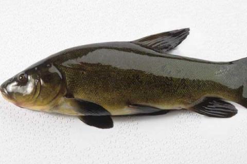 丁桂鱼的功效与作用 丁桂鱼的营养成分