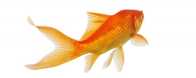 十厘米的水深可以养金鱼吗 15公分水深可以养好金鱼吗
