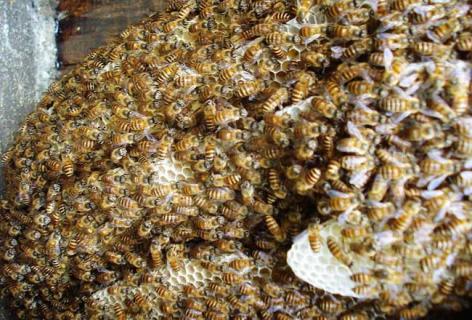 中华蜜蜂图鉴 中国蜜蜂图鉴