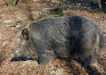 野猪 野猪是保护动物吗