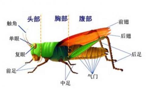 蝗虫的呼吸器官是什么（蝗虫的呼吸器官是什么开口是什么分布在胸部和什么部）