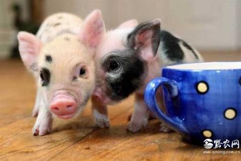 茶杯猪（茶杯猪多少钱一只幼崽）