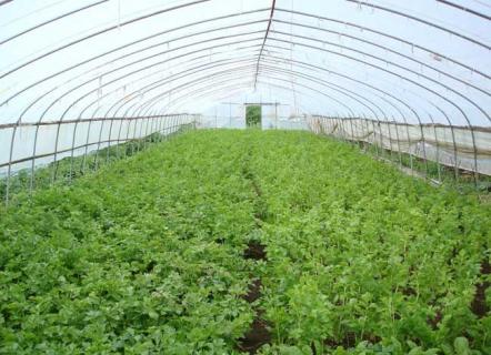 大棚蔬菜 大棚蔬菜种植一亩一年能收入多少钱