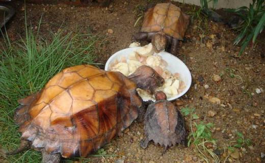乌龟的生活习性及特点 乌龟的的生活特性