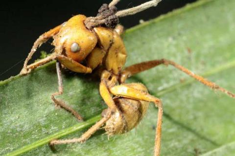 僵尸蚂蚁（僵尸蚂蚁吃人的图片）