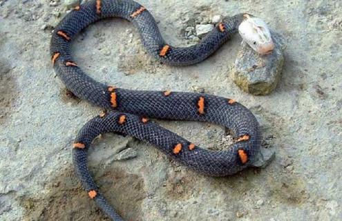 喜玛拉雅白头蛇图片 白头蛇的图片