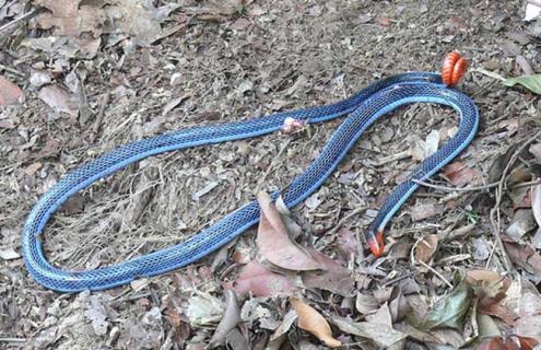 蓝长腺珊瑚蛇图片
