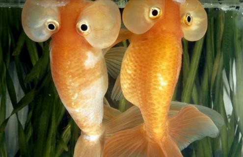 水泡金鱼图片