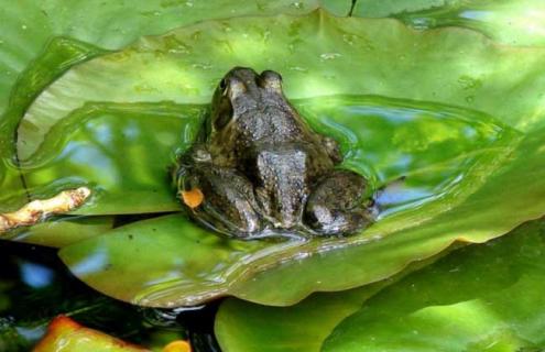 沼泽绿牛蛙