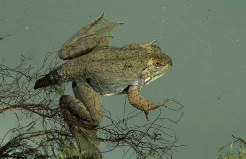 牛蛙的生长过程 牛蛙长大的过程