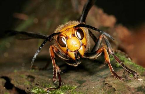 胡蜂的寿命有多长 胡蜂的寿命和繁殖系数