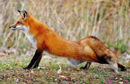 狐狸的天敌是什么 狐狸有天敌吗狐狸的天敌是谁呀