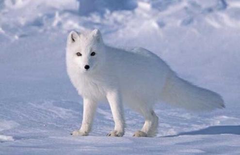 北极狐图片 天蓝北极狐图片