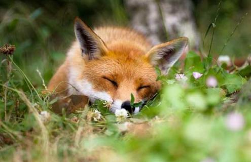 狐狸的生活习性 狐狸的生活方式是什么样的?
