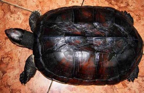 越南石金钱龟的鉴别方法 越南石金钱龟是深水龟吗?