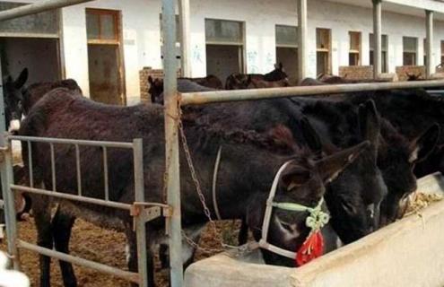 肉驴养殖场建设方法 驴肉养殖基地