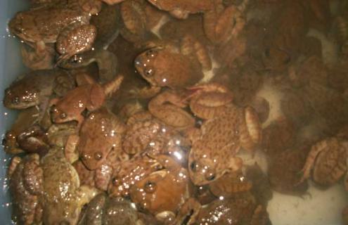 石蛙的生长习性 石蛙一般生长在什么地方