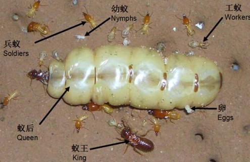 白蚁种群图片 白蚁分布图