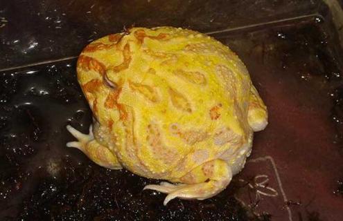 黄金角蛙寿命有多长 黄金角蛙成体多大