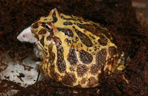 角蛙的生长发育 角蛙的生长周期
