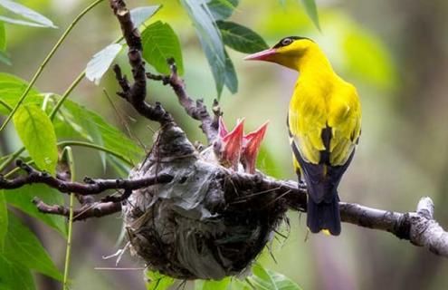 黄鹂鸟吃什么食物