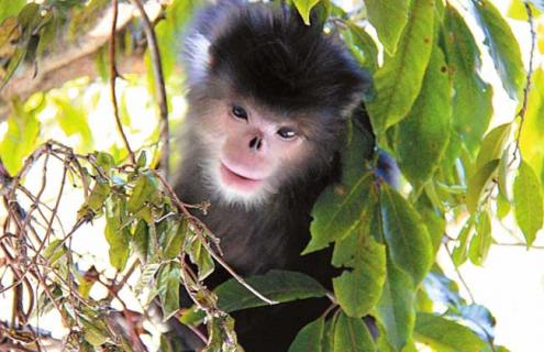 缅甸金丝猴
