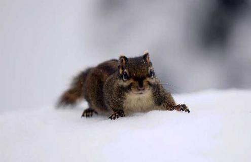 雪地松鼠养殖方法 雪地松鼠怎么繁殖